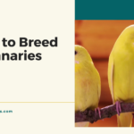 How to Breed Canaries