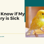 How to Know if My Canary is Sick