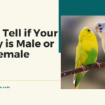 How to Tell if Your Canary is Male or Female