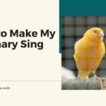 How to Make My Canary Sing