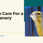 How To Care For a Canary