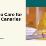 How to Care for Baby Canaries