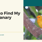 How to Find My Canary